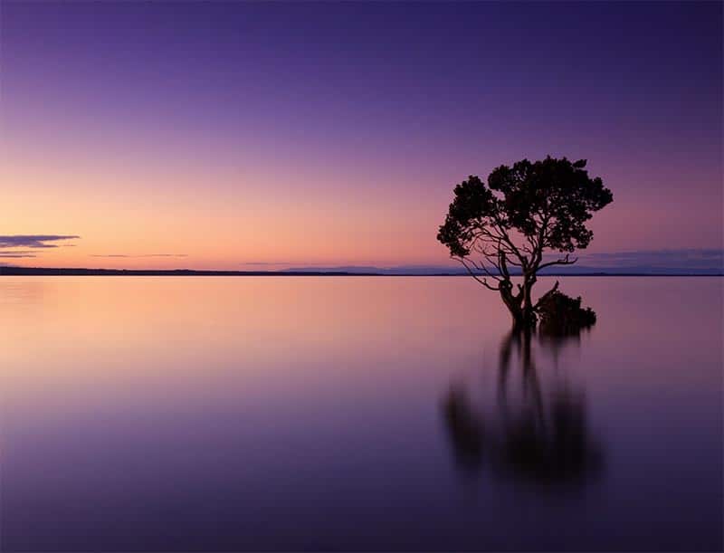 Serene lake scene featuring a solitary tree reflected in calm waters during sunset. Perfect for natu.